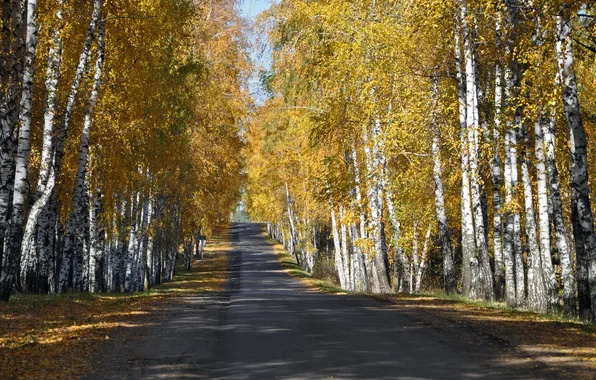 Road, autumn, forest, leaves, yellow, birch, grove