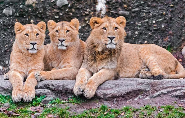 Picture predators, lions, Trinity