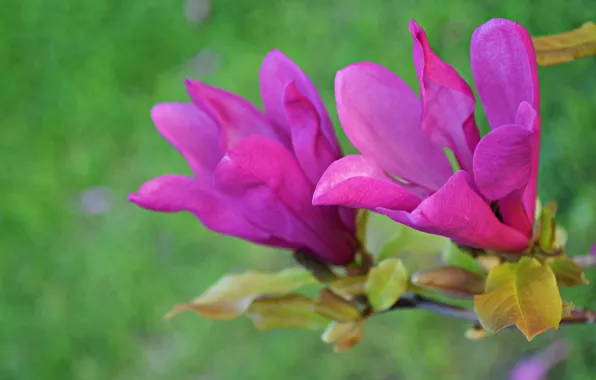 Nature, spring, petals, Magnolia