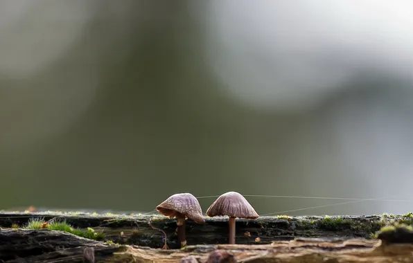 Picture nature, background, mushrooms, Mushroom Telegraph