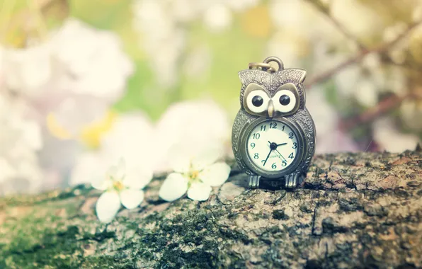 Flowers, branches, nature, owl, watch