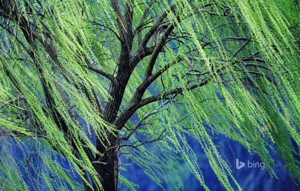 Branches, tree, spring, weeping willow