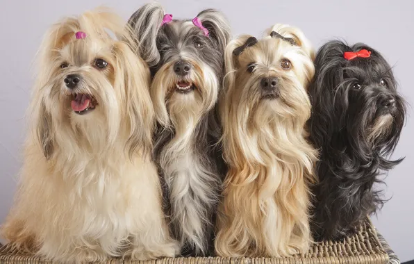 Picture Quartet, clips, The Havanese