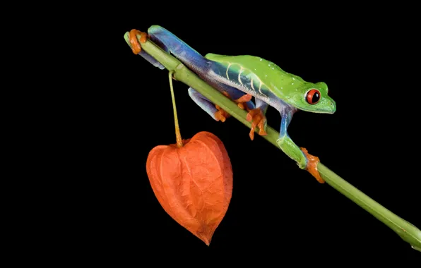 Look, macro, pose, plant, frog, stem, flashlight, black background