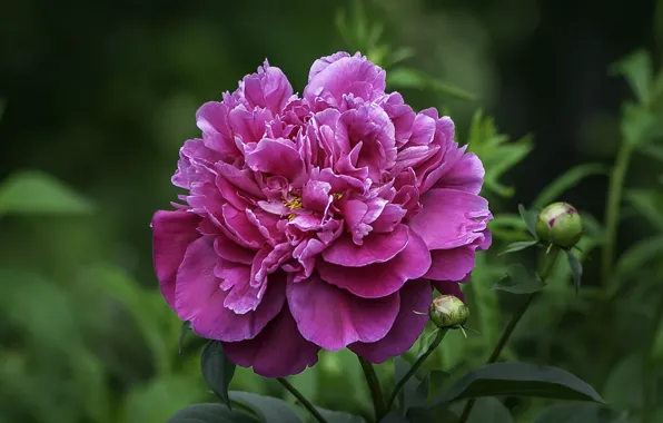 Leaves, flowerbed, peony, Dark pink