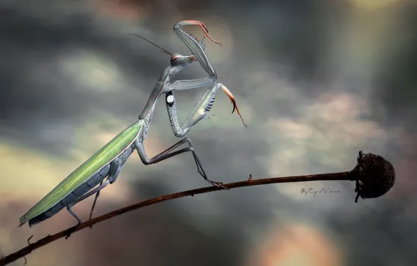 Flower, mantis, stem, insect