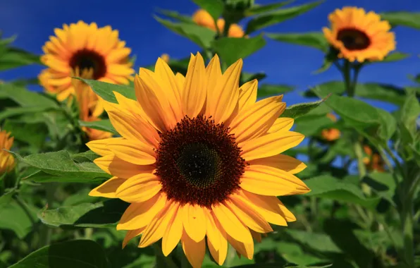 Picture macro, sunflowers, the sun