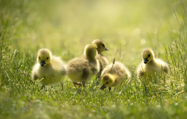 Grass, glade, duck, ducklings, Chicks, geese, the goslings, brood