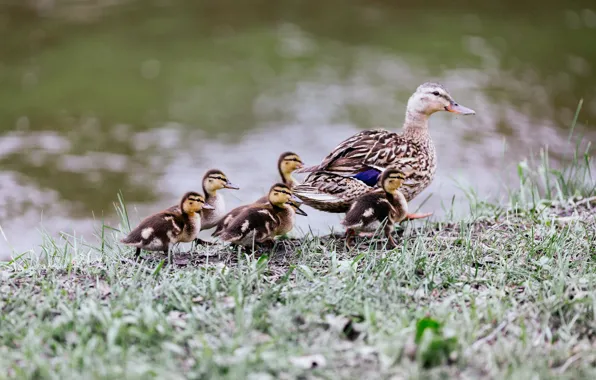 Picture grass, birds, feathers, ducklings, duck