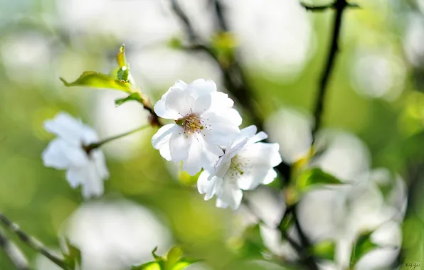 Flowers, branches, cherry, background, spring, white