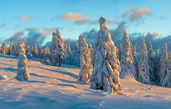 Winter, forest, the sky, clouds, light, snow, nature, blue