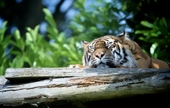 Face, tiger, stay, sleep, predator, wild cat