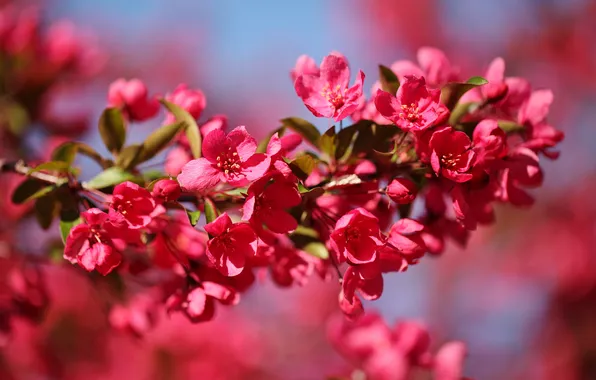 Picture macro, branch, Apple, flowering