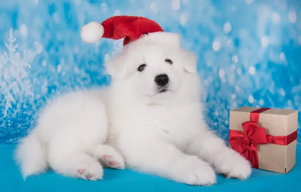 White, snowflakes, pose, box, gift, dog, muzzle, Christmas