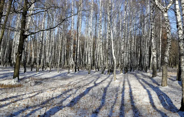 Autumn, nature, birch