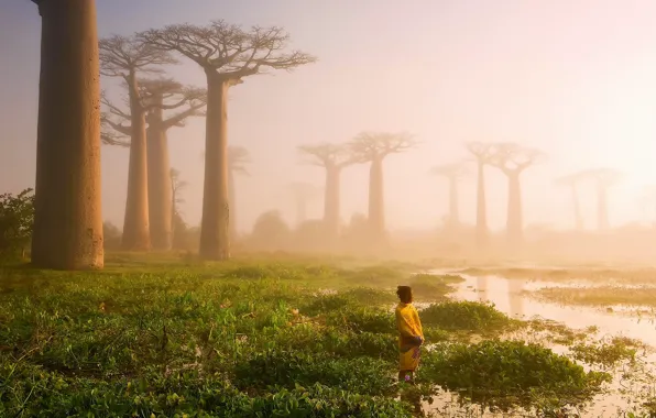 Picture light, trees, river, people, swamp, morning, haze, Africa