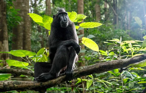 Jungle, monkey, Crested Baboon, Alexander Sanin
