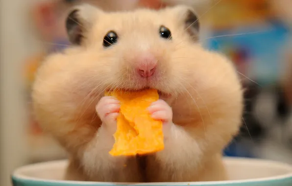 Hamster, muzzle, lunch, rodent, chips, cheeks
