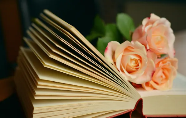Flowers, roses, bouquet, book