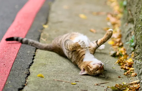 Road, autumn, cat, cat, face, pose, relax, foliage