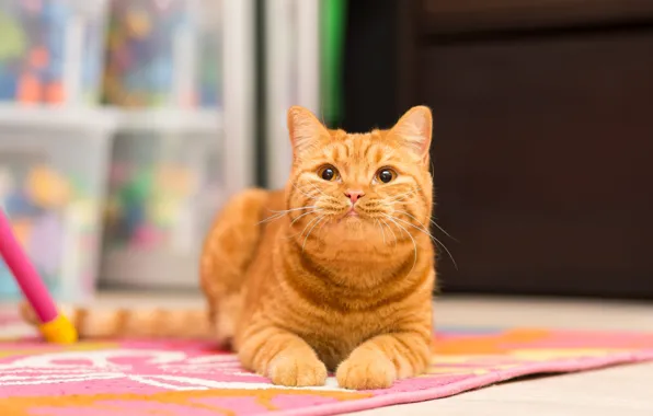 Cat, cat, look, pose, room, paws, window, red