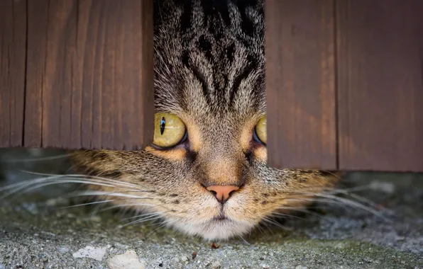 Eyes, look, face, close-up, grey, Board, the fence, hole