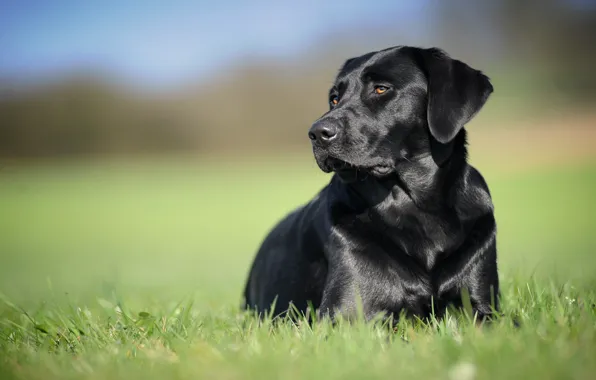 Background, black, dog, Labrador Retriever