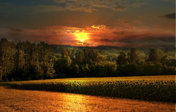 Picture field, forest, sunflowers, sunset