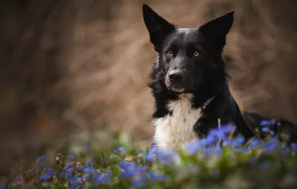 Picture summer, flowers, black, dog, meadow, Wallpaper from lolita777