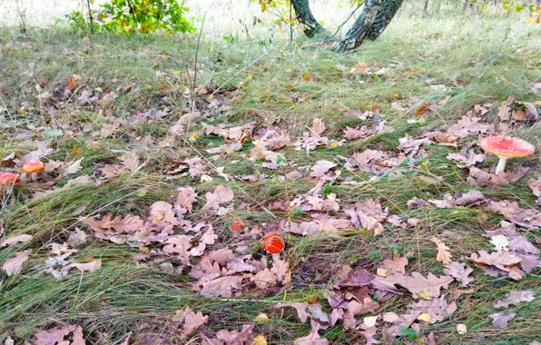 Autumn, forest, grass, mushrooms, Amanita, fallen leaves