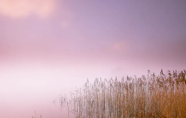 Fog, lake, morning, reed