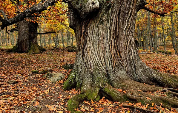 Autumn, forest, trees, branches, nature, roots, Park, foliage