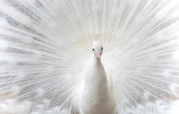 White, look, bird, feathers, tail, peacock, tail, albino
