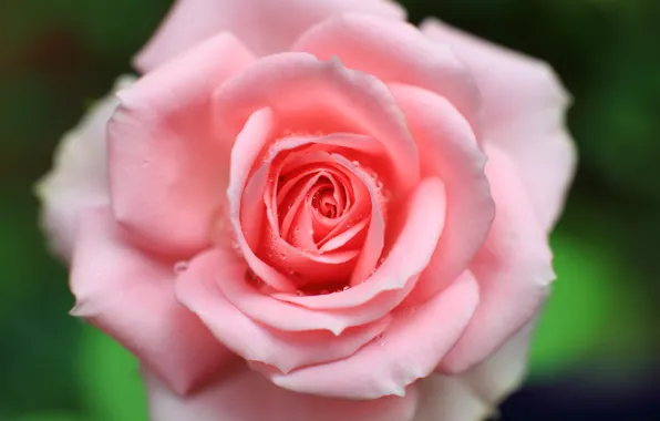 Picture drops, macro, pink, rose, petals