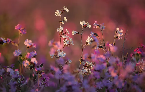 Nature, bokeh, Campion