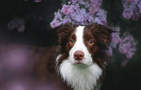 Summer, look, flowers, branches, nature, pose, the dark background, dog