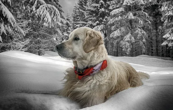 Picture winter, snow, dog