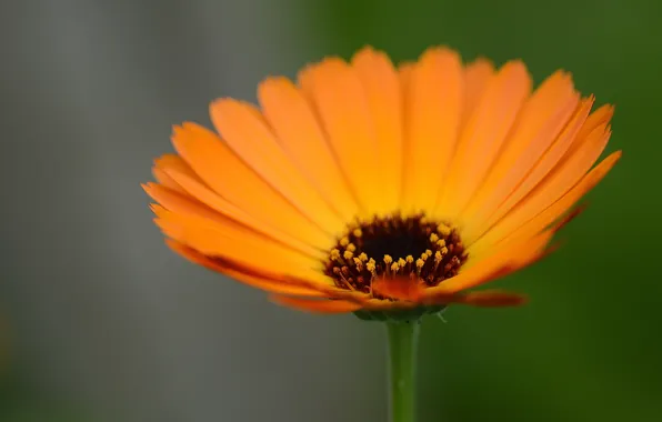 Flower, background, stamens, calendula