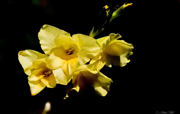 Autumn, flowers, background, gladiolus