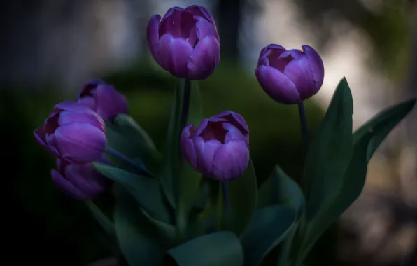 Wallpaper purple, bokeh, spring, flowers, the dark background, bouquet, buds, lilac