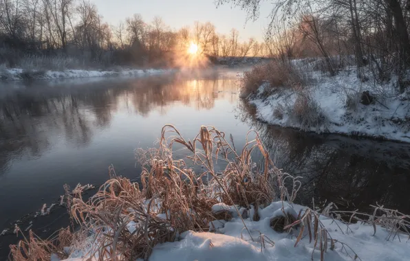 Winter, grass, the sun, rays, snow, trees, landscape, nature