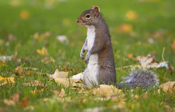 Picture grass, leaves, protein