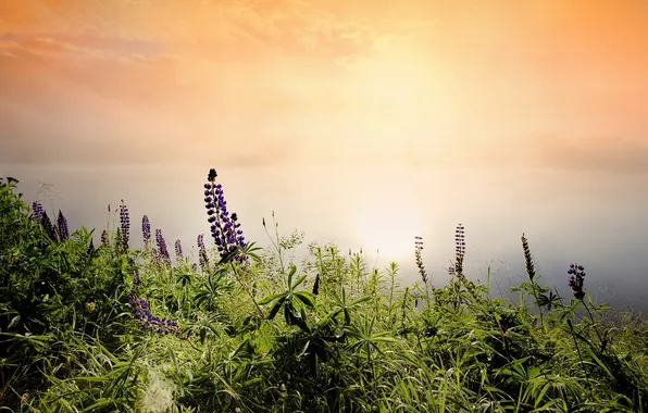 Summer, grass, landscape, nature