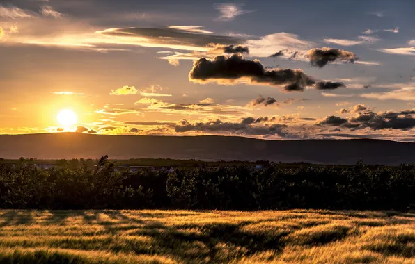 Field, the sky, landscape, sunset
