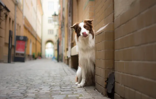 Picture Dog, Street, Border Collie, Look, The border collie, Townhouses