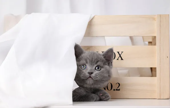 Cat, look, pose, kitty, cute, face, light background