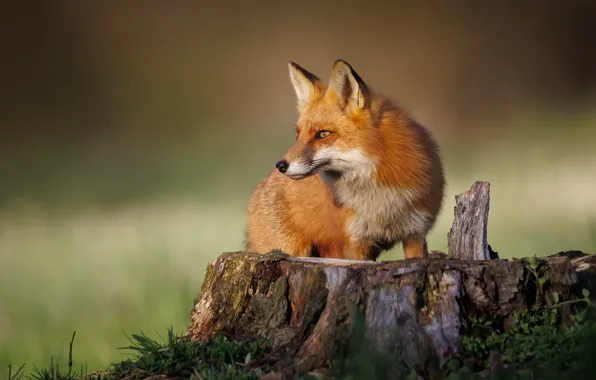 Picture background, stump, Fox, red