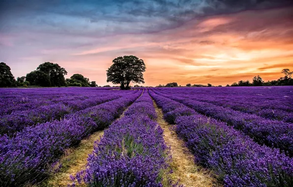 Picture the sky, clouds, sunset, flowers, tree, lavender