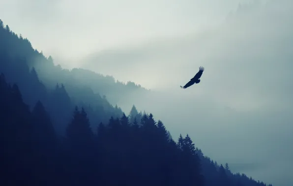 Nature, Fog, Bird, Trees, Forest, Animal