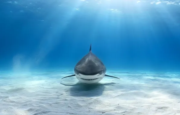 Picture sea, shark, light beam